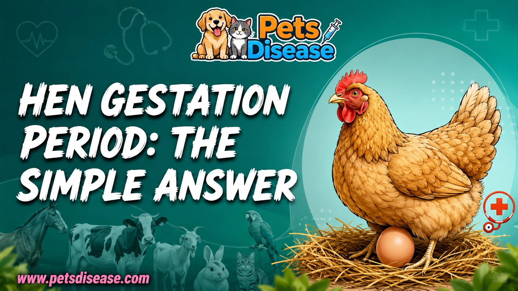 Hen Gestation Period: The Simple Answer