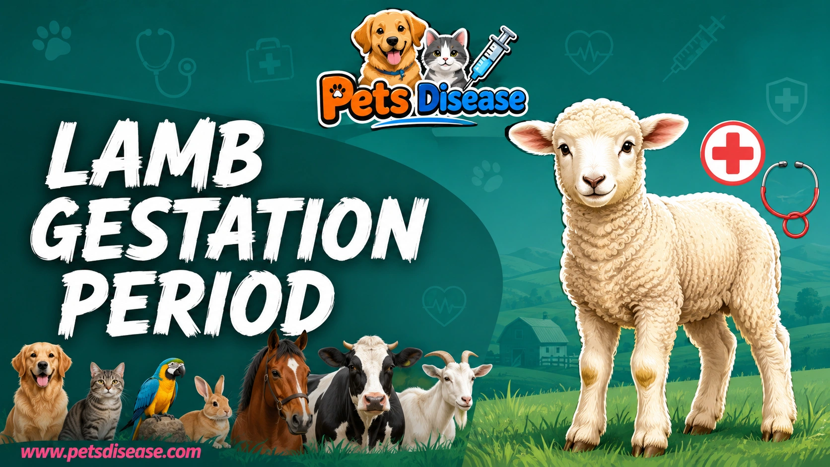 lamb gestation period