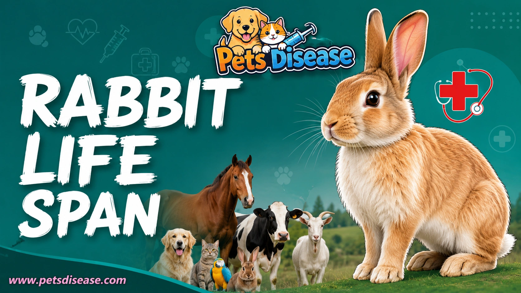rabbit lifespan